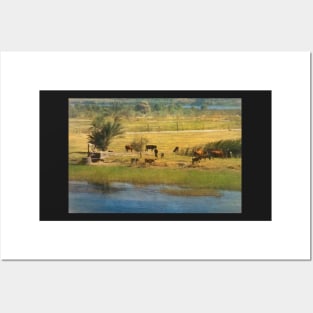 A River Nile Island With Cattle Posters and Art